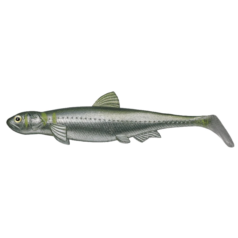 EVERGREEN LAST ACE 140|Ayu|Wakasagi|Oikawa|Keta Bass|Shirauo|Baby Shad|Gray Ghost