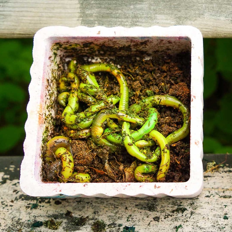 Lil Macs Colorant Kit Chartreuse