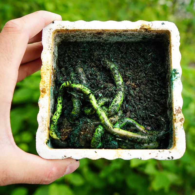 Lil Macs Colorant Kit Lime Green