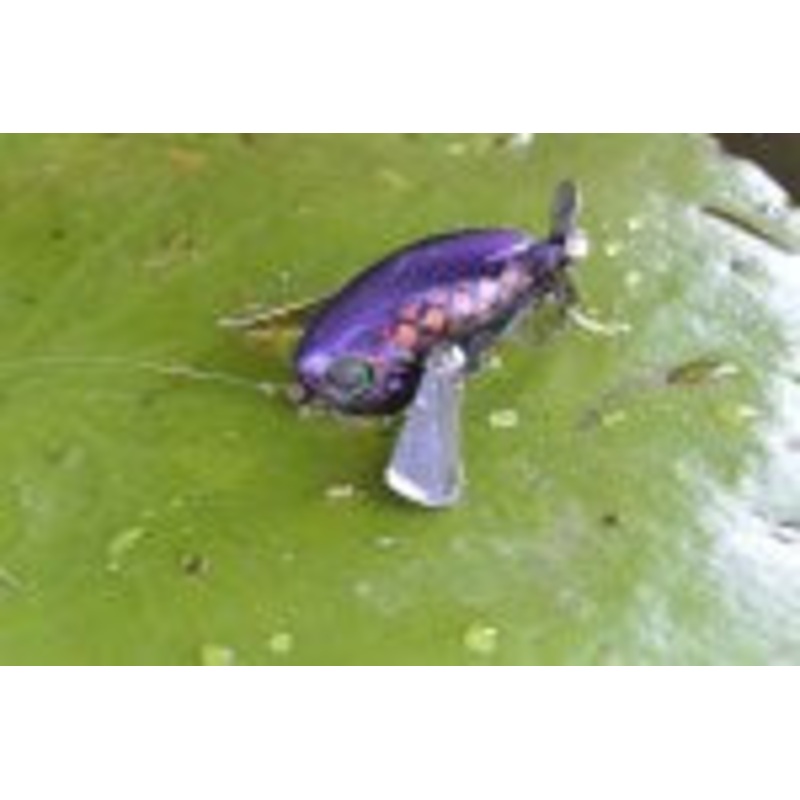 JACKALL MICRO POMPADOUR|BUG CLR BROWN|TG RAZOR|BROWN DOG|BLACK BONE