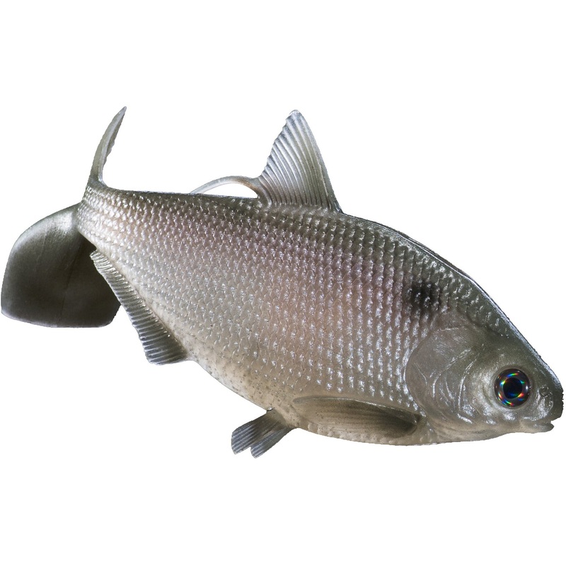 13 Fishing BAMF Shad Swimbait|5.25″ – Gold Retriever|8″ – Gold Retriever|8″ – Purple Shad
