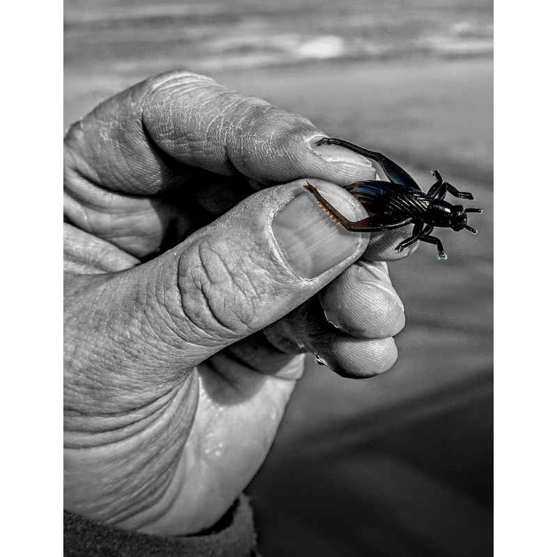 Case Magic Cricket|Black|Black Yellow|Natural|Pumpkin Seed