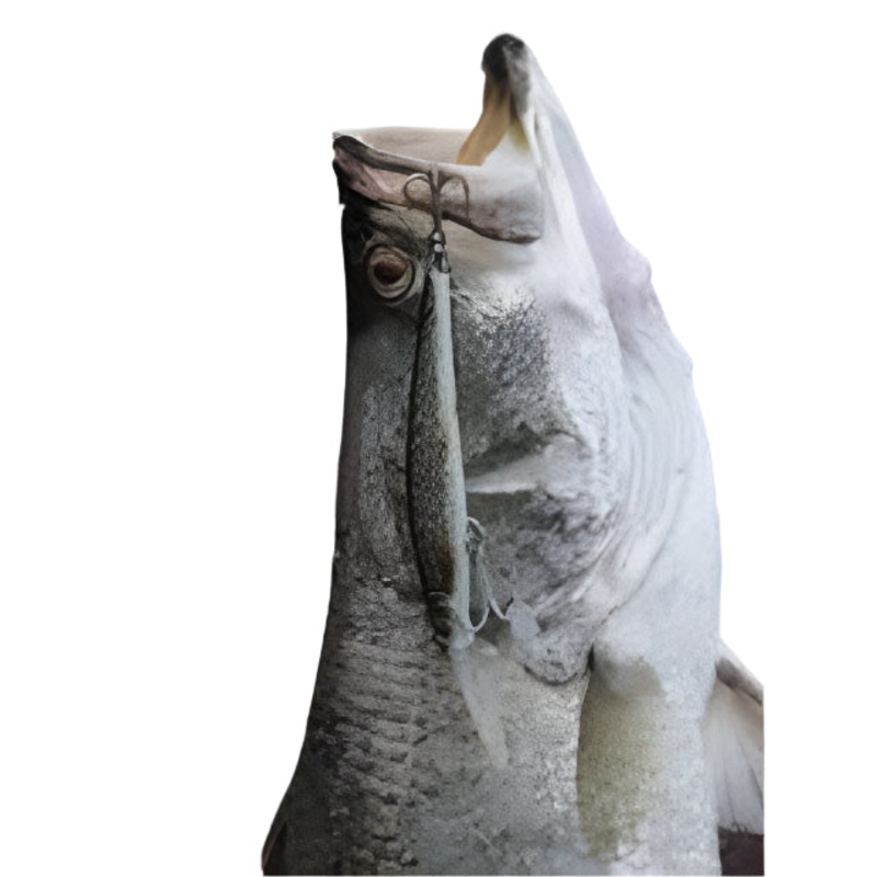 Cassan Barramagic Hard Bait Lures | 12 Cm | 21 Gm | Suspending |