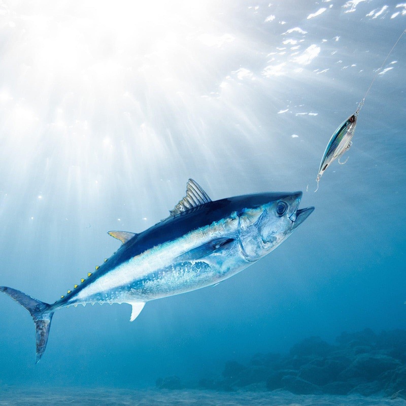 Dr.Fish Topwater Hard Baits  #7/0 Single Hook, 5.9” 3oz