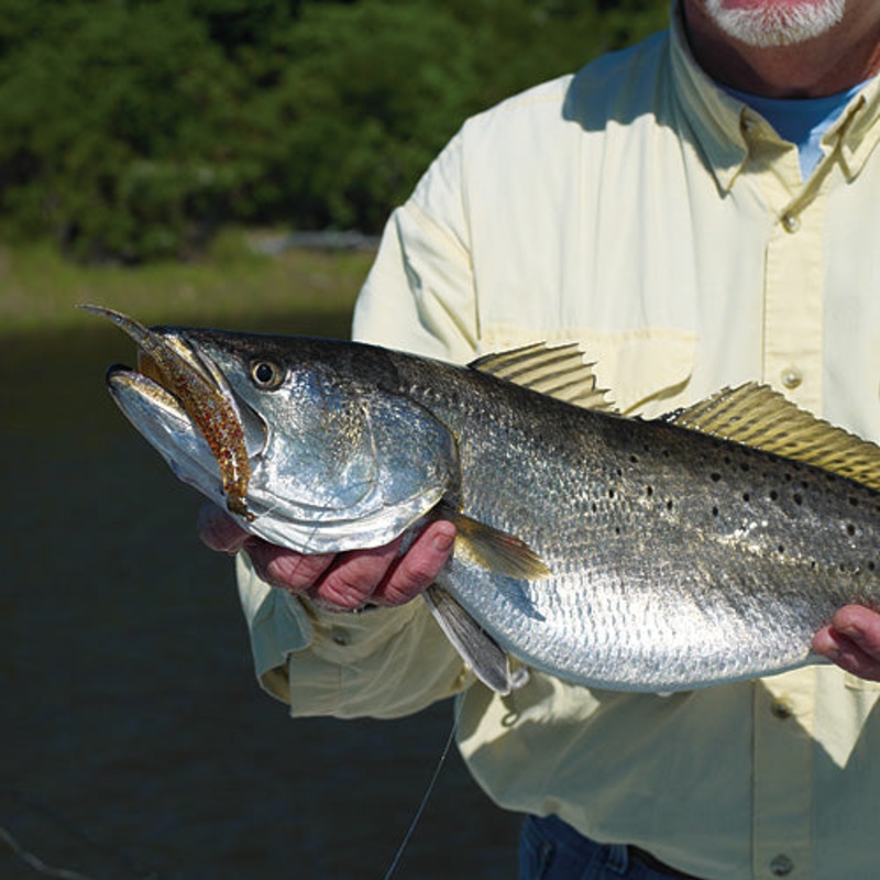 Mirrolure Provoker|5 in.|6 in.|7 in.|Chartreuse Gold|Opening Night|Pearl