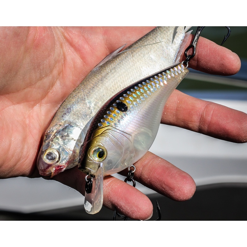 MiniMag SB – Ghost Shad Scales