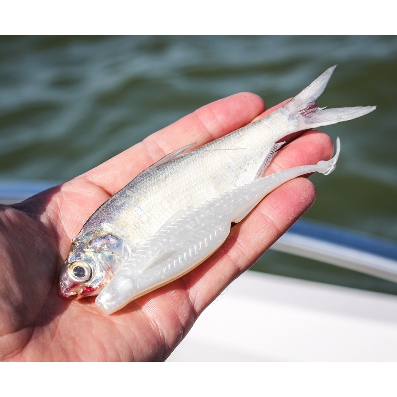 Flush 5.2 – Shad Pearl|5.2″ (8/pk)