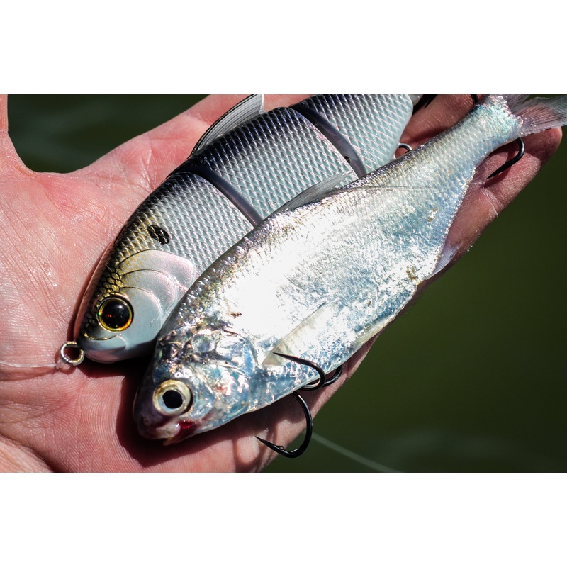 Trace 6 – 4K Shad|Floating|Slow Sink|Fast Sink