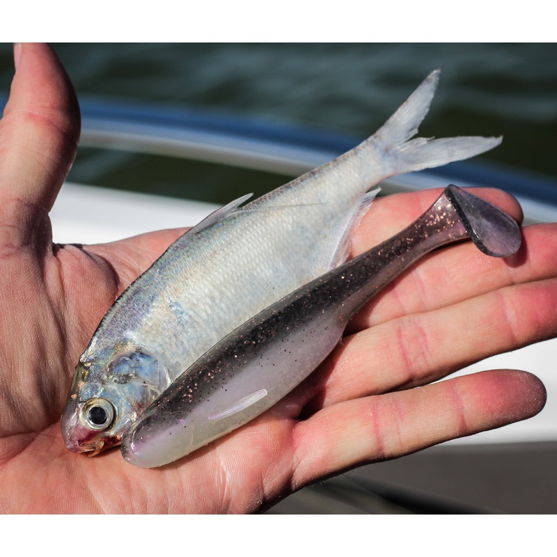 Whale Swimbait – Clearwater Rose