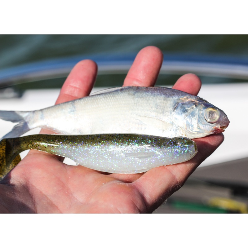 Whale Swimbait – Electric Shiner