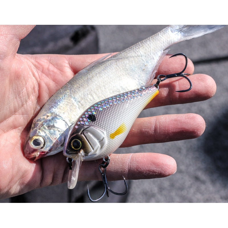 Crush Series – Shad Pro|50X (Faint Rattle)|100X (Faint Rattle)
