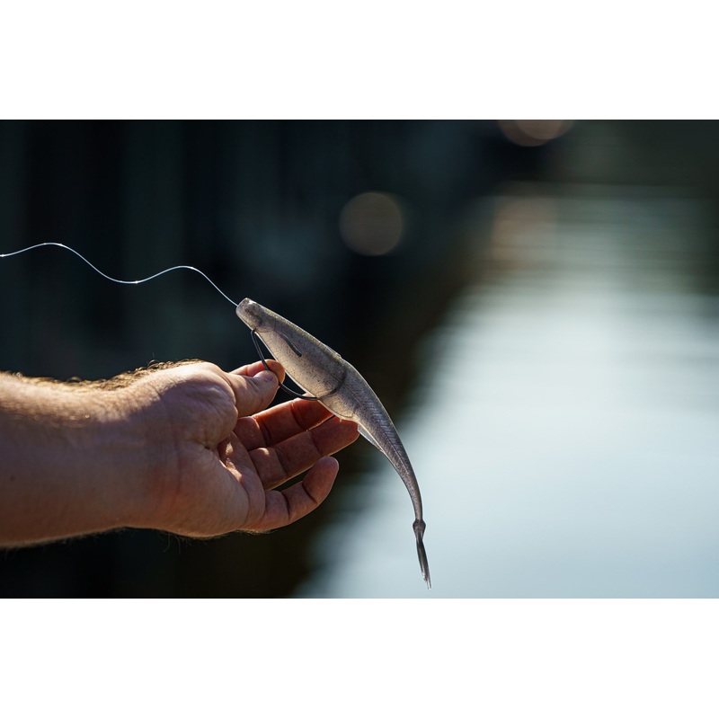 Flush 7.5 Heavy – Gizzard Shad