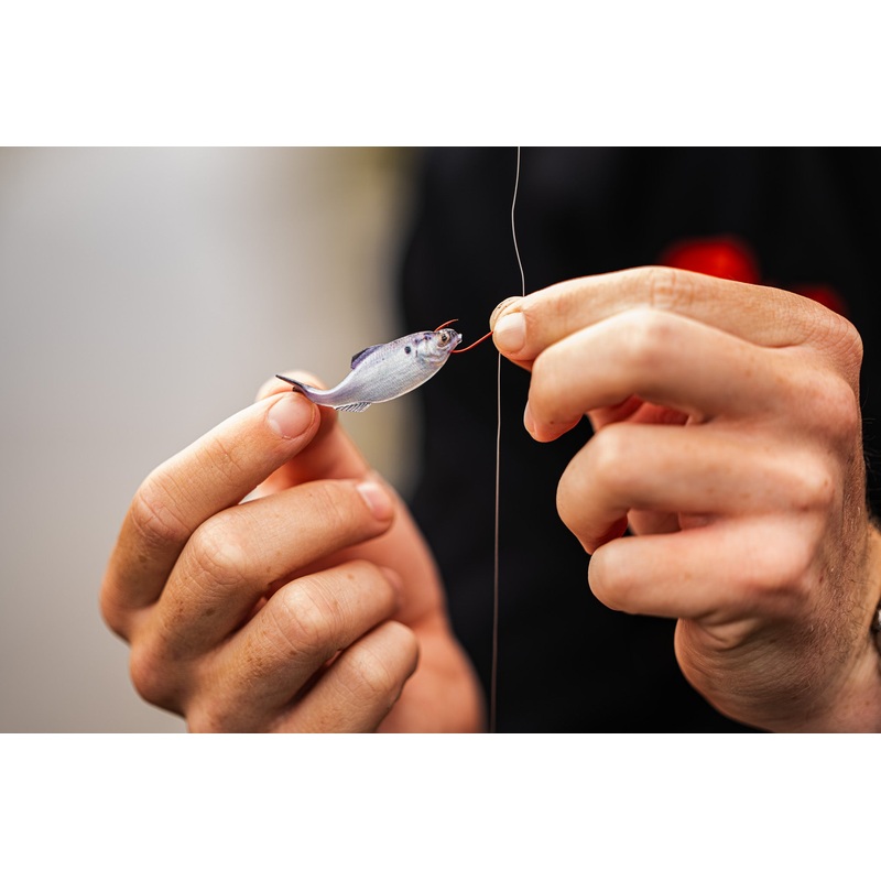 Panorama – Live Gizzard Shad|2.0″ (8/pk)|2.8″ (8/pk)|3.5″ (6/pk)|5.0″ (3/pk)|6.5″ (2/pk)|9.0″ (1/pk)