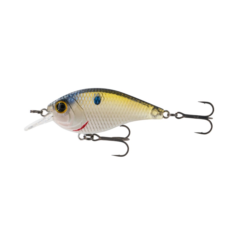 Pressure Series – Clearwater Shad