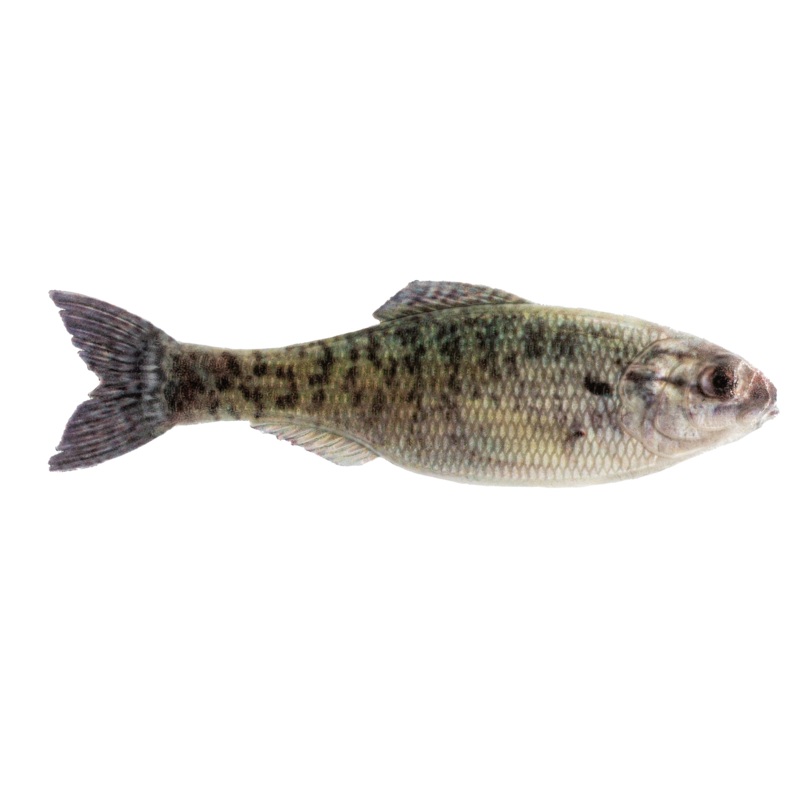 Panorama – Live Crappie|2.0″ (8/pk)|2.8″ (8/pk)|3.5″ (6/pk)|5.0″ (3/pk)|6.5″ (2/pk)|9.0″ (1/pk)