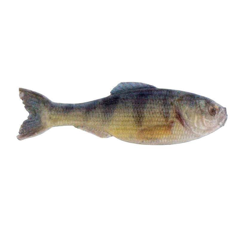 Panorama – Live Yellow Perch|2.0″ – (8/pk)|2.8″ – (8/pk)|3.5″ – (6/pk)