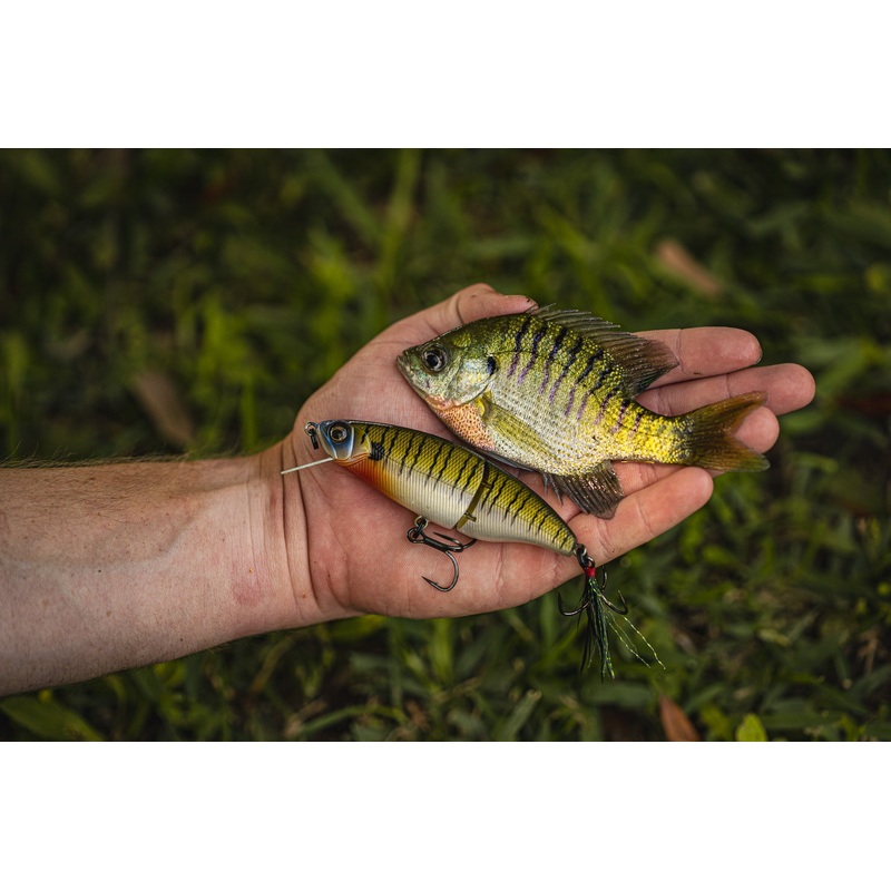 Hybrid SwimCrank – 4K Bluegill
