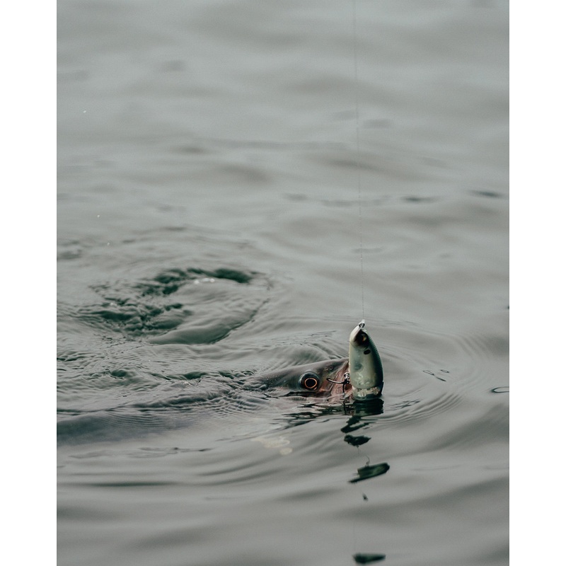 Speed Glide 100 – Ghost Hot Herring